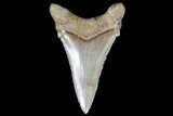Serrated, Angustidens Tooth - Megalodon Ancestor #91136-1